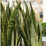 Snake Plant