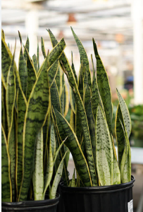 Snake Plant