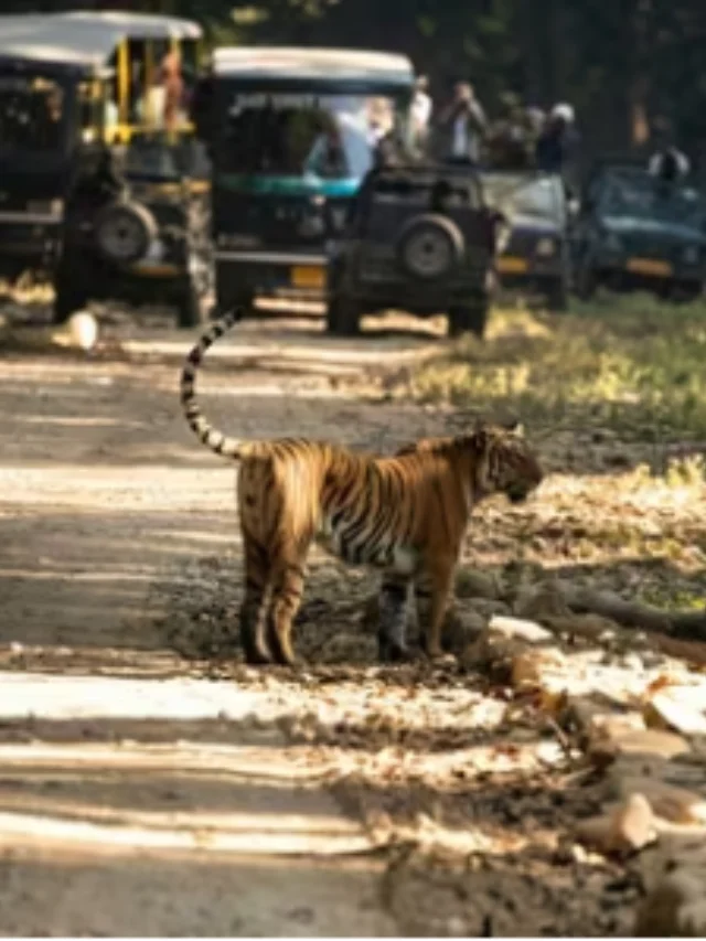 भारत के 5 सबसे खूबसूरत जंगल सफारी पार्क सर्दी में