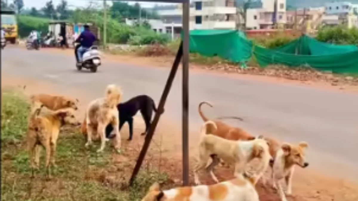 HDMC has decided to establish a dedicated dog shelter at Shivall Village