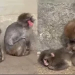 Viral baby monkey Punch being hugged and accepted by his troop at Ichikawa City Zoo Japan