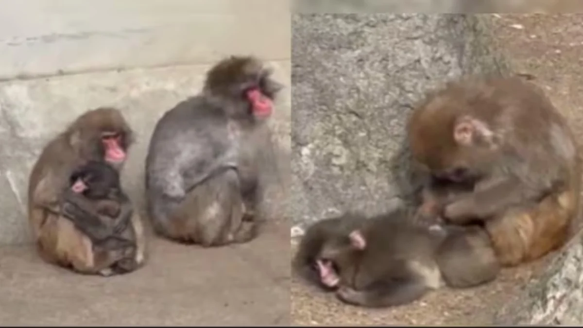 Viral baby monkey Punch being hugged and accepted by his troop at Ichikawa City Zoo Japan