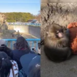 Crowd gathered at Ichikawa City Zoo in Japan to see viral baby monkey Punch holding a stuffed toy
