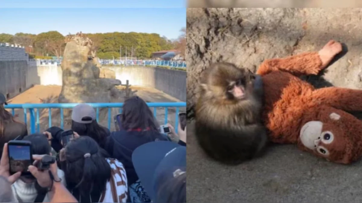 Crowd gathered at Ichikawa City Zoo in Japan to see viral baby monkey Punch holding a stuffed toy