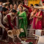 Wedding ceremony in Fatehpur, Uttar Pradesh disrupted after dispute over bride’s pet dog